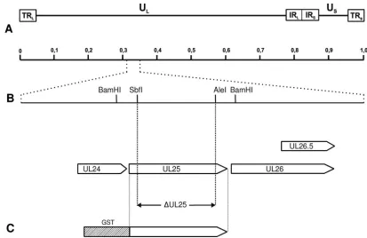 FIG. 1. Construction of HSV1-�TRUL25. (A) Map of the HSV-1 genome with the unique long (UL), unique short (US), and inverted repeat (TRL,, IR, and IR) sequences
