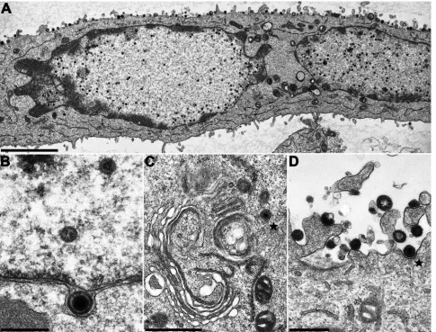 FIG. 7. Ultrastructural analysis of PrV-�of 1 with transcomplemented PrV-(C) secondary envelopment in the cytosol; (D) extracellular L-particles and an enveloped virion