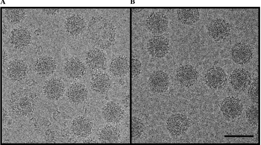 FIG. 2. Cryoelectron micrographs of (A) untreated Sindbis virus and (B) FAb-33-bound Sindbis virus treated at 4°C overnight with 0.1 mg/mlpuriﬁed FAb-33