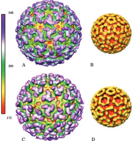 FIG. 3. Cryo-EM structures of FAb-33-treated SVHR (A) and un-treated SVHR (C) viewed along the icosahedral threefold axis at 24-Å