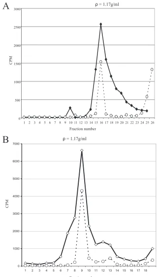 FIG. 5. Isopycnic centrifugation of neutralized SVHR. (A) Isopycnic centrifugation of duplicate sample after treatment at pH 5.3 and a return to pH 7.4 ((E125I-labeled Sin-33 bound to SVHR at pH 7.4 (E) or a})
