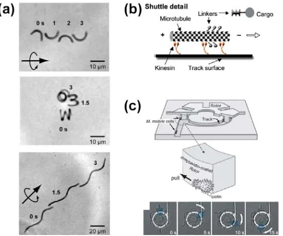 Figure 1.7. Examples of autonomously moving hybrid systems, combining synthetic components and biomolecular motors