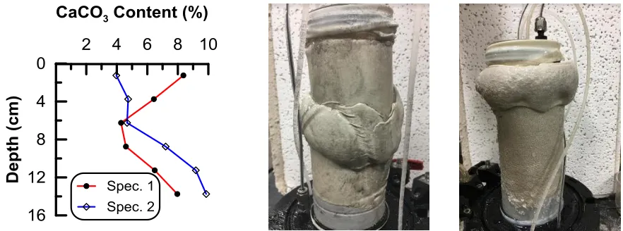 Figure 3.  Non-uniform calcium carbonate distribution and sheared specimens (Spec. 1 on the left and Spec
