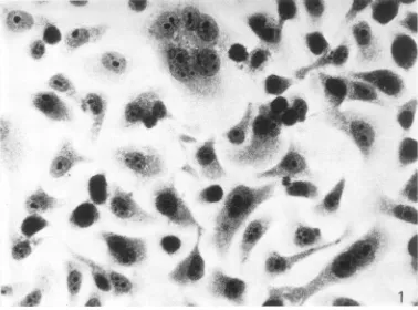 FIG. 1. Photornicrograplh of D98 cells stainied with hematoxylini antd eosini. X527.