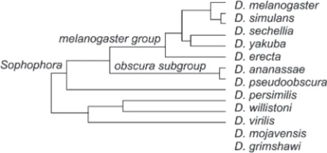 Figure 1.—Tree topology of the evolutionary relationships among the 12 fruit fly species