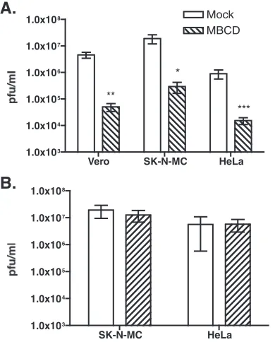 FIG. 1. Effect of cholesterol depletion on WNV and VSV titers.(A) Vero, SK-N-MC, and HeLa cells were treated with MBCD and