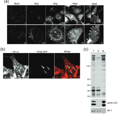 FIG. 2. Subcellular localization and fractionation of VP1-2 during virus infection. (a) Monolayers of Vero cells grown on coverslips were mockinfected (panels I and VI) or infected with the HSV-1 17 strain (panels II to V and VII to X)
