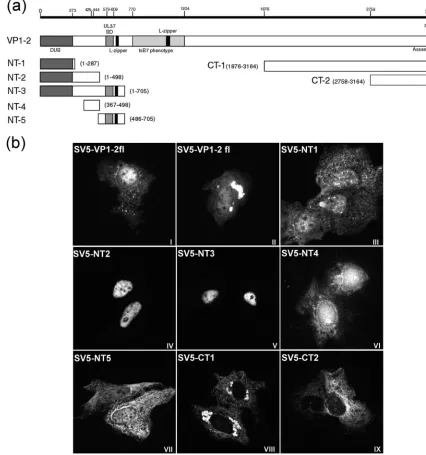 FIG. 3. Cellular localization by immunoﬂuorescence of transfected VP1-2 and VP1-2 fragments