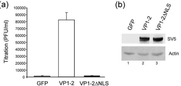 FIG. 6. The VP1-2 NLS is required for complementation of HSV-1�pEGFP, pcDNA3-SV5-UL36ﬂ, or pcDNA3-SV5-UL365 PFU/cell and unabsorbed virus was inactivated by an acid wash (40 mM citric acid, 135 mM NaCl, 10 mM KCl, pH 3.0)