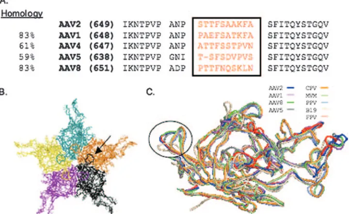 FIG. 1. HI loop comparison of various AAV serotypes and autonomous parvoviruses. (A) Comparison of amino acid sequence homologiesamong representative AAV serotypes