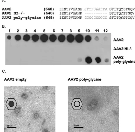 FIG. 2. AAV2 HI loop deletion and glycine substitution character-izations. (A) AAV2 HI loop sequence alignment showing amino acids