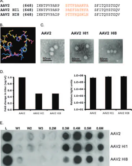 FIG. 3. AAV2 HI1 and AAV2 HI8 substitution mutant character-ization. (A) Sequence alignment of AAV2, AAV1, and AAV8 HI loop