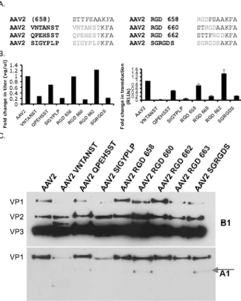 FIG. 6. AAV2 HI loop peptide substitution mutant characteriza-tions. (A) Sequence alignment showing residues in the AAV2 HI loop