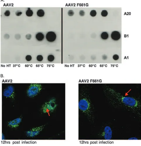 FIG. 7. Residue F661 structure model and sequence alignment andAAV2 F661G substitution mutant characterization