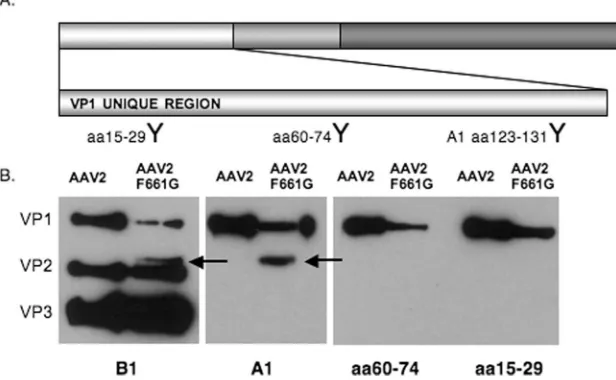 FIG. 9. AAV2 F661G VP incorporation. (A) Schematic representation of AAV2 VP3 with an enlargement of the VP1 unique region