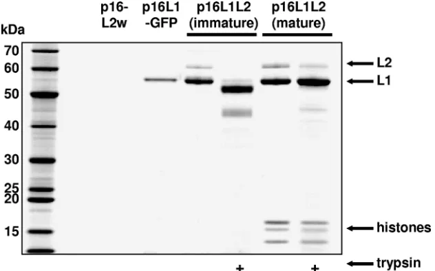 FIG. 1. L2 is integrally associated with L1. Cells were transfected with the plasmid shown at the top of the ﬁgure