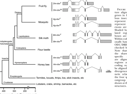 Figure 3.—Gene struc-