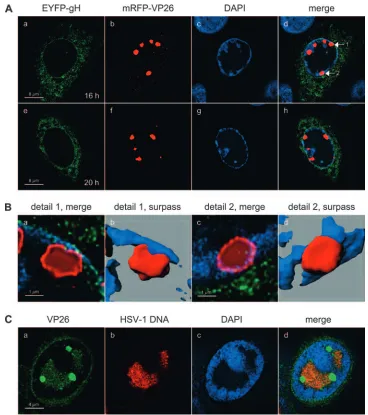 FIG. 7. High-resolution CLSM of large VP26 foci. (A) Vero cells were infected with rHSV-RY at an MOI of 0.3 PFU, ﬁxed at the indicatedtimes postinfection, stained with DAPI, and observed by CLSM with settings speciﬁc for DAPI, EYFP (EYFP-gH fusion protein), and mRFP