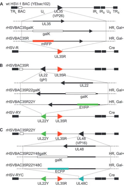 FIG. 1. Construction of rHSV-RYC. (A) Representation of theHSV-1 BAC (YEbac102) genome structure, showing the region con-