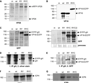 FIG. 2. Expression of ﬂuorescent fusion proteins in infected cells. Vero cells were mock infected (m) or infected with either wt HSV-1 (wt),rHSV-RY (RY), rHSV-RYC (RYC), or rHSV-RYC/2 (RYC/2) at an MOI of 1 PFU and harvested when the CPE was approximately 