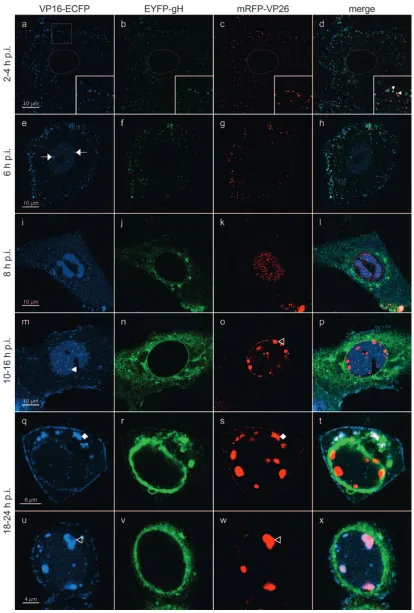 FIG. 5. High-resolution CLSM of living rHSV-RYC-infected cells. Vero cells were infected with an MOI of 18 PFU, and live cells wereobserved by CLSM with settings speciﬁc for ECFP (VP16-ECFP fusion protein), EYFP (EYFP-gH fusion protein), and mRFP (mRFP-VP26