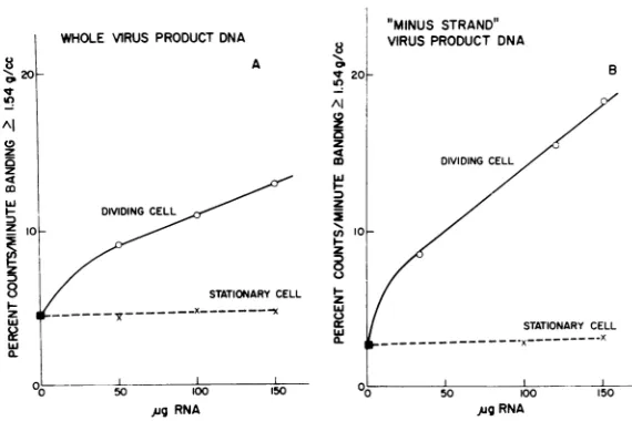 FIG. 3.chickenstationarymediummmwerewas575 hr ug Hybridization with B77 virus product DNA and RNA extracted 120 hr after infection from cultures of and dividing SR V-HR-infected chicken cells