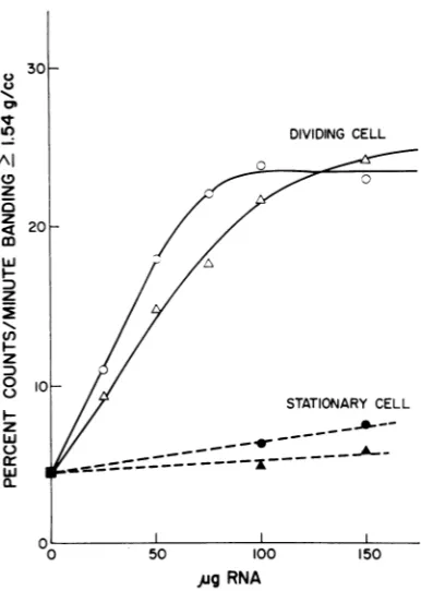 FIG.5.fromDNADNAandstationary.RNAhybridization.mixturesinfectedtracted1.5 Hybridization between B77 virus product and RNA extracted 72 and 120 hr after infection SR V-HR-infected chickencells,dividing andCellswere infected, and RNAwasex- and hybridized wit