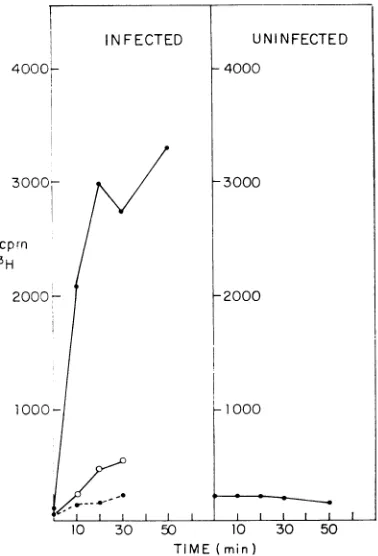 Figure 6crudesedimentation shows the in vitro products of the membrane-bound polymerase complex after of the RNA products through a