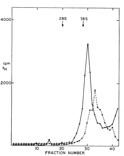 FIG. 7.plexsynthesis,sizedandFig.with(- -a- Sucrose gradient analysis of RNA synthe- by crude polymerase complex after treatment sodium deoxycholate