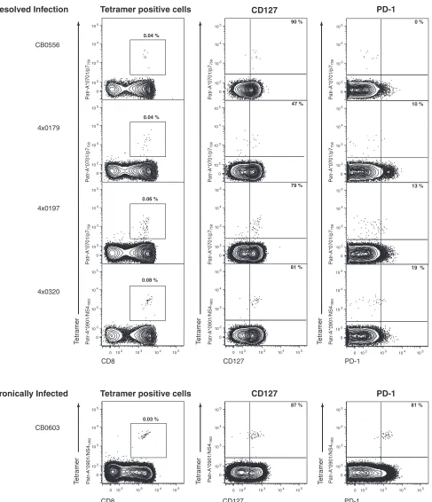 FIG. 1. Phenotype of HCV-speciﬁc CD8T cells in four chimpanzees resolving infection (CB0556, 4x0179, 4x0197, and 4x0320) versus aappropriate for lymphocytes and live CD4SFL-positive CD8appropriate for lymphocytes and live CD4� T cells comprised by the HCV-