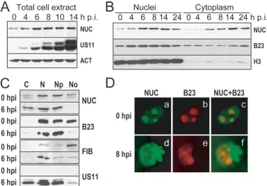Fig. 1B show that, as expected, nucleolin was barely detectable