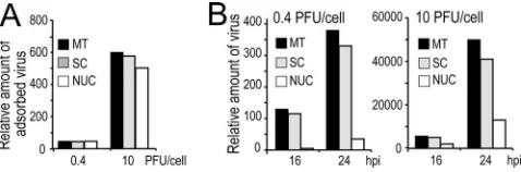 FIG. 5. Knockdown of endogenous nucleolin by siRNA results indecrease in virus titers