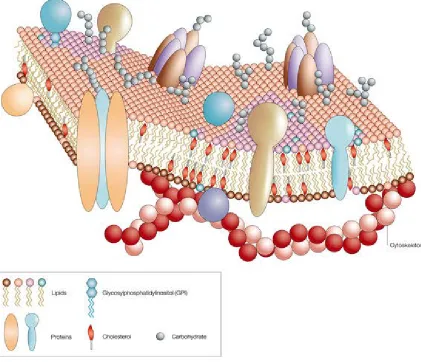 Figure 1.1 A cartoon representation of the cell membrane showing its essential components