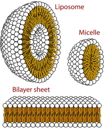 Figure 1.7. Structures that can be formed by phospholipids in aqueous solutions. (http://en.wikipedia.org/wiki/Micelle) 