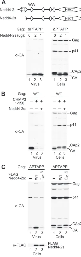 FIG. 1. “Rescue” of a Tsg101-binding-site mutant by Nedd4-2s.(A) The overexpression of Nedd4-2s profoundly increases HIV-1 re-