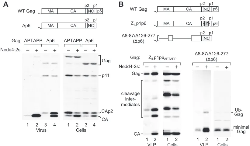 FIG. 2. The effect of Nedd4-2s on HIV-1 budding does not depend on any known L domain