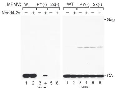 FIG. 4. Ectopic Nedd4-2s does not rescue particle production byMPMV lacking both PPxY and PSAP L domains