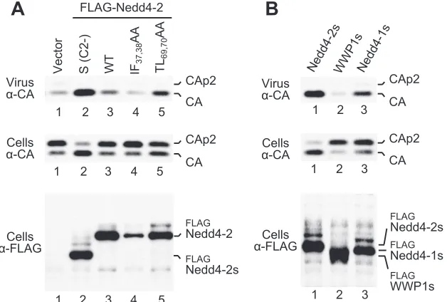 FIG. 5. Role of the C2 domain in the rescue of HIV-1 budding. (A) Nedd4-2 with an intact C2 domain is poorly active in the �3), IFassay, and activity is moderately enhanced by a mutation designed to relieve an autoinhibitory interaction between the C2 and 