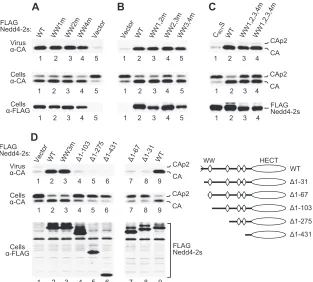 FIG. 7. The residual C2 domain and the HECT domain active sitebut no intact WW domains are required for the association of