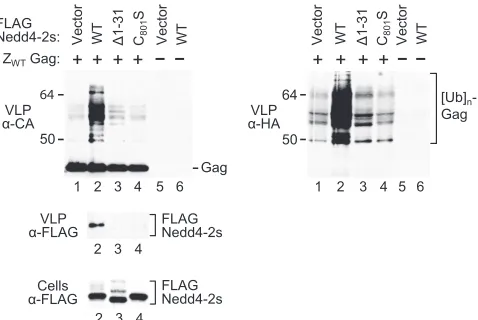 FIG. 8. The removal of residual C2-domain sequences interfereswith the ubiquitination of an HIV-1 Gag construct by Nedd4-2s