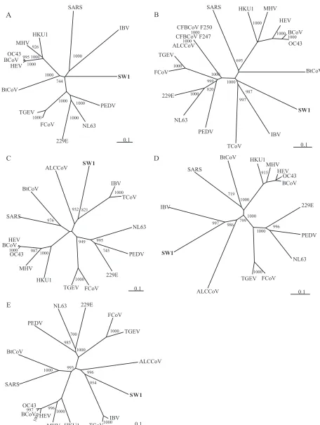 FIG. 2. Phylogenetic analysis of SW1. Phylogenetic trees were constructed from protein sequences by using the neighbor-joining method with 1,000bootstrap replicates