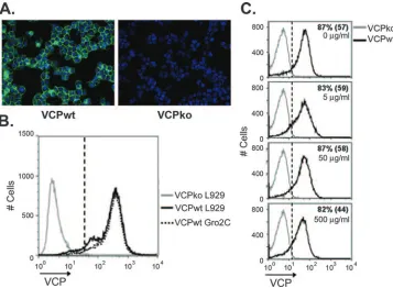 FIG. 1. Expression of VCP on the surfaces of infected cells occurs independently of HSPGs