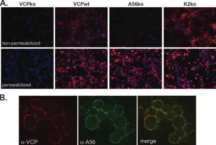 FIG. 3. The cell surface expression of VCP requires A56 but not K2. (A) RK-13 cells were infected with the indicated viruses overnight at anMOI of 1, and VCP expression (red) on the surfaces of nonpermeabilized cells and within permeabilized cells was analyzed using IF as described