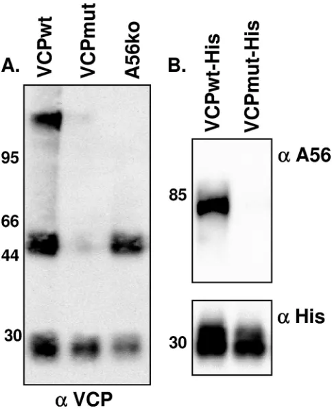 FIG. 5. Surface-bound VCP protects infected cells from comple-ment-mediated lysis. L929 cells infected overnight with the indicated