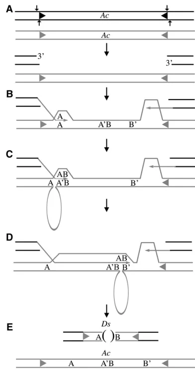 Figure 4 and those previously characterized by Yanet al.