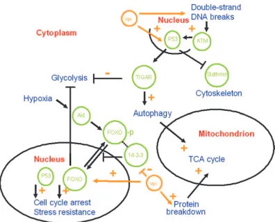 FIG. 5. Metabolic rerouting of T cells upon HIV-1 infection. A highly schematic overview of pathways and proteins possibly involved inmetabolic rerouting of T cells as a result of HIV-1 infection is shown