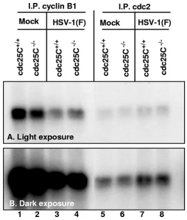 FIG. 3. cdc25C is not required for modiﬁcation of TopoII�mock infected or infected with 10 PFU/cell HSV-1(F) for 12 h