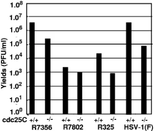 FIG. 5. Accumulation of a subset of �2 proteins is depends on cdc25C and functional ICP22