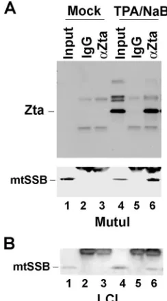 FIG. 1. Identiﬁcation of Zta-associated proteins. (A) FLAG-Zta or vector control CMV-FLAG (FLAG-Control) was transfected into ZKO-293 cells and puriﬁed using anti-FLAG agarose