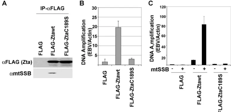 FIG. 3. Inhibition of EBV lytic replication by siRNA depletion of mtSSB. (A) ZKO-293 cells were untransfected (lane 1) or transfected withmtSSB-speciﬁc siRNA (si-mtSSB) (lane 2) or the siRNA control (si-Control) (lane 3) and assayed by Western blotting for the expression of mtSSB.